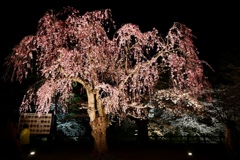 夜桜