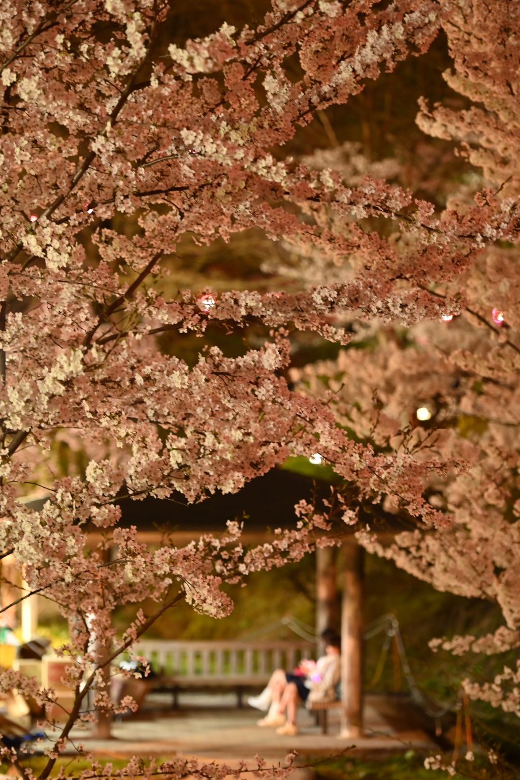 花見
