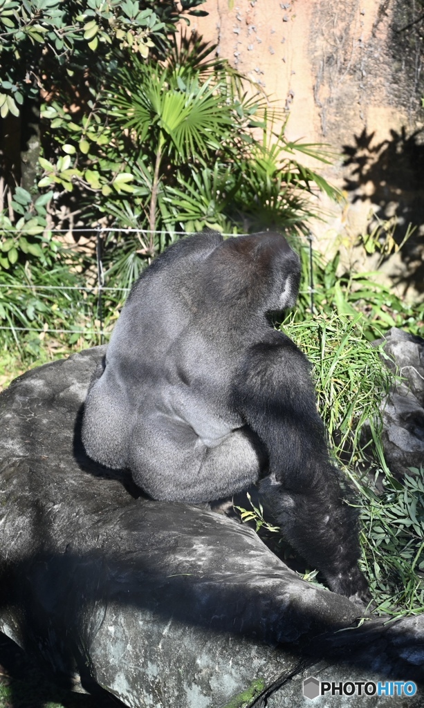 シルバーバック