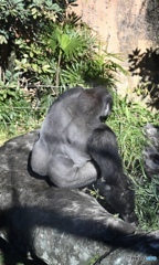 シルバーバック