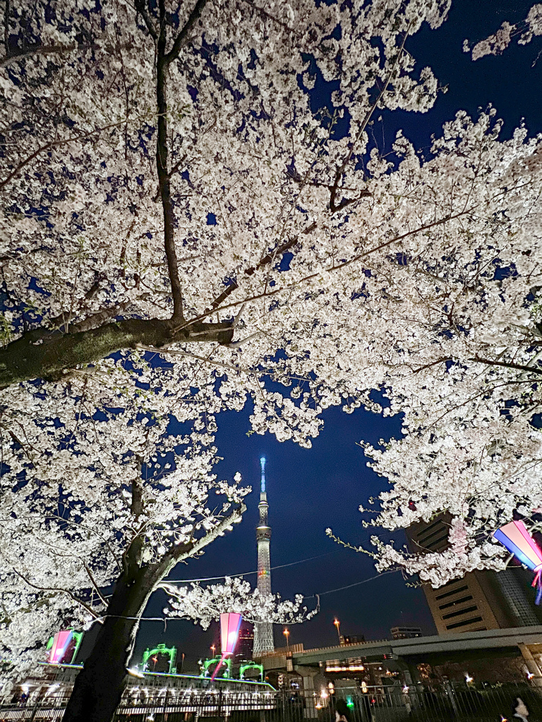 桜花爛漫