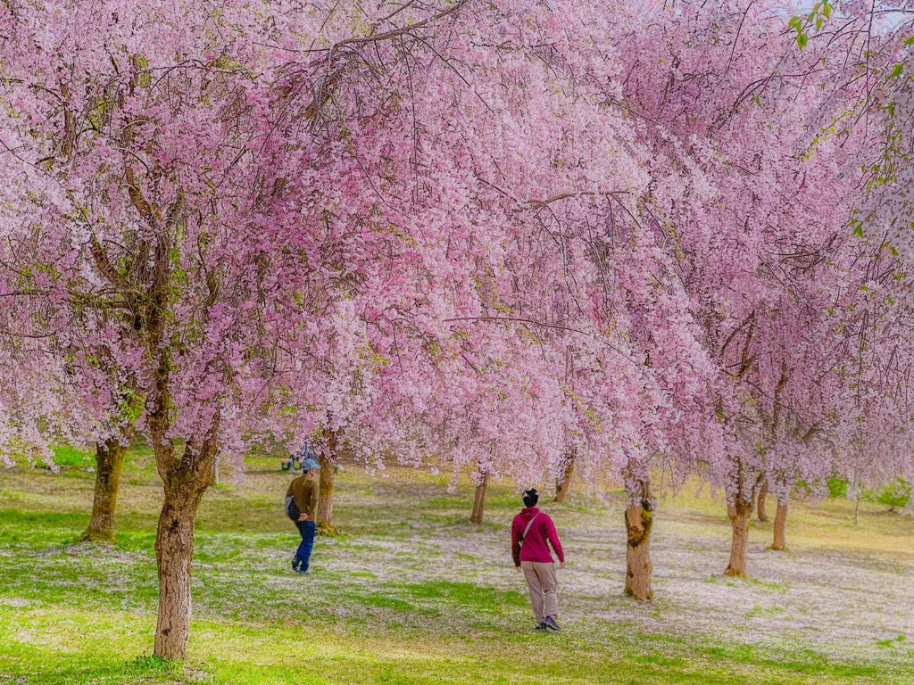 桜の傘