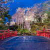 弘前公園の夜桜②