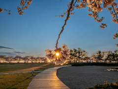 夕焼けに染まる桜