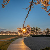 夕焼けに染まる桜