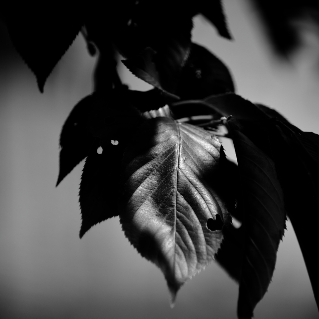  leaf