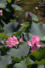 Lotus