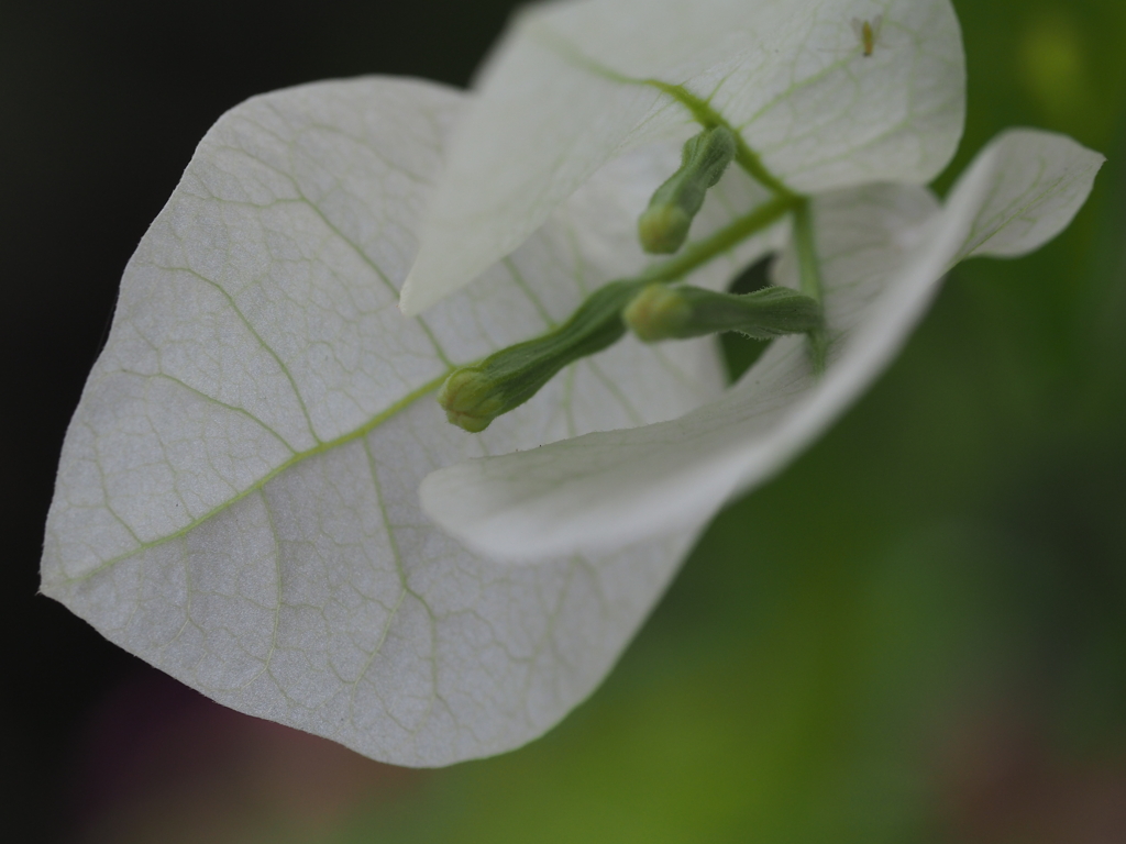 香港拍攝植物