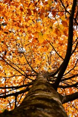 赤久縄山の紅葉