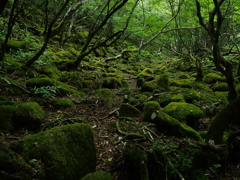 苔むす森