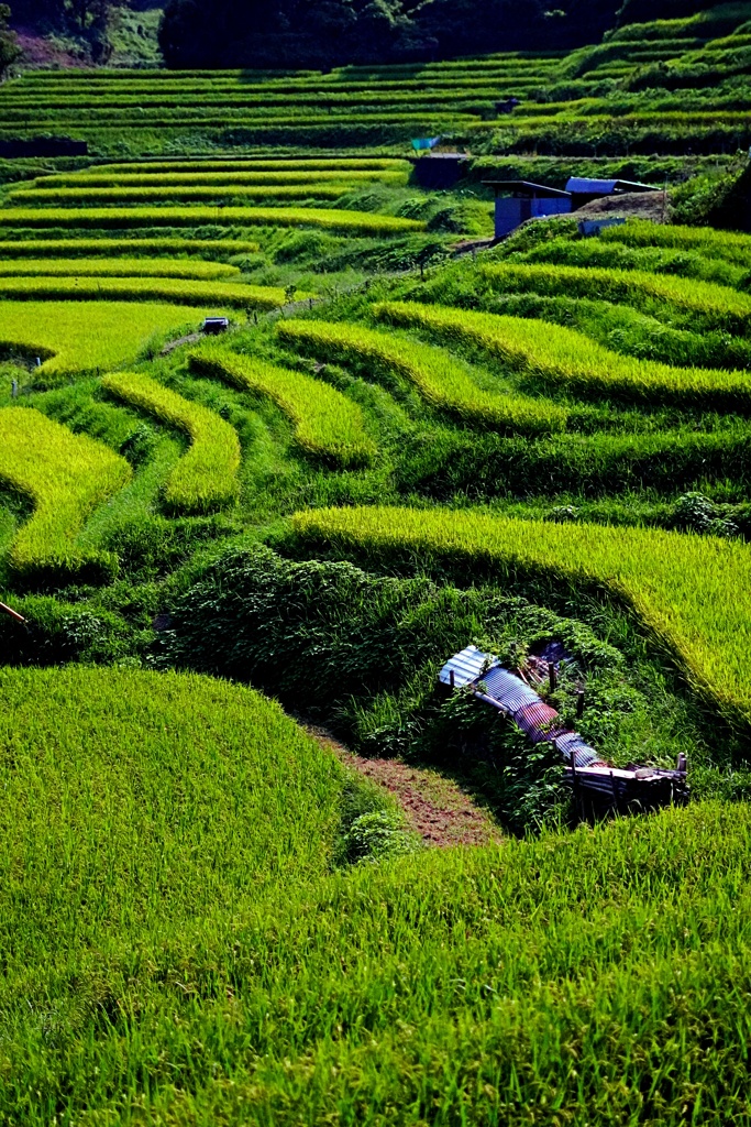 棚田