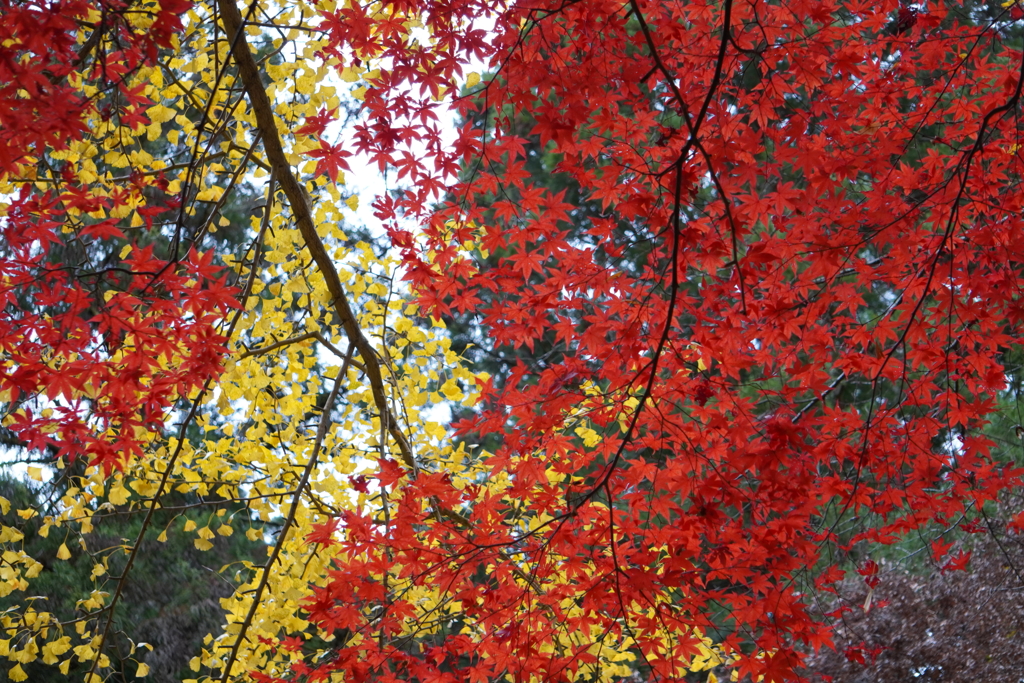 紅葉