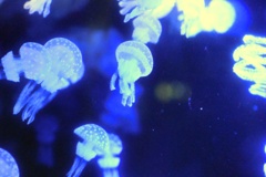 海月