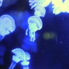 海月