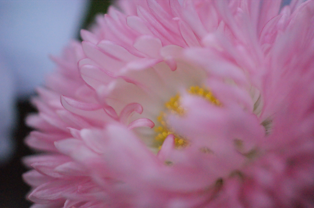 お花