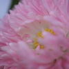 お花