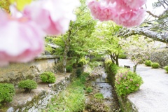 春の桜小道