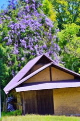 藤咲く小屋