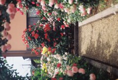 花園
