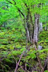 苔むした岩塊