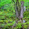 苔むした岩塊