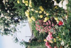 バラ園