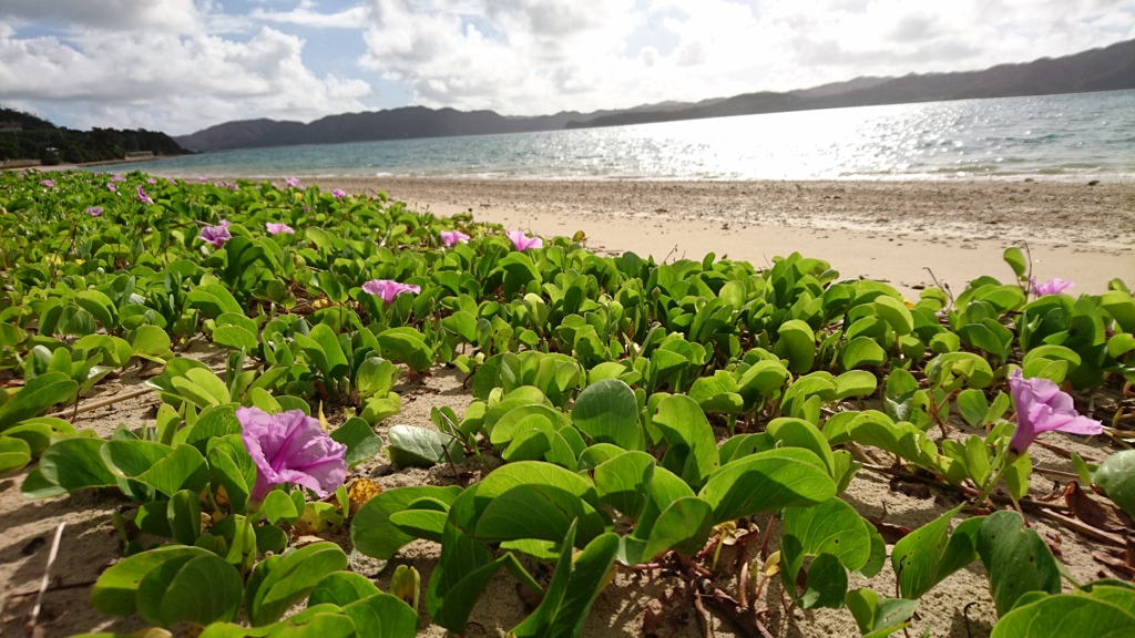 浜辺の花