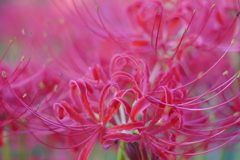 彼岸花