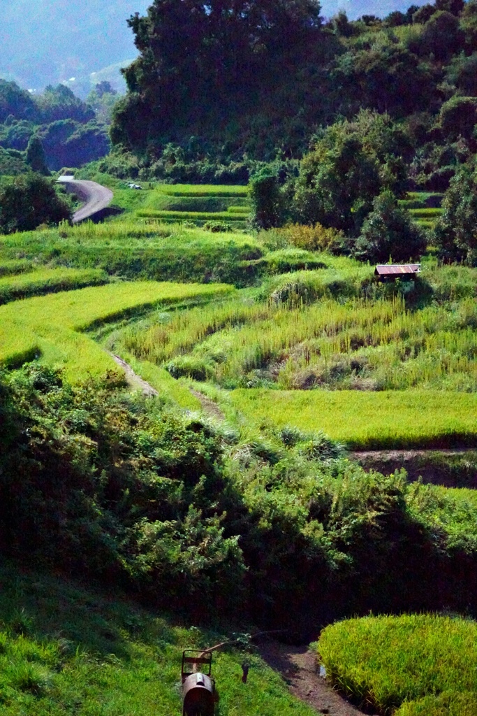 千早赤阪村