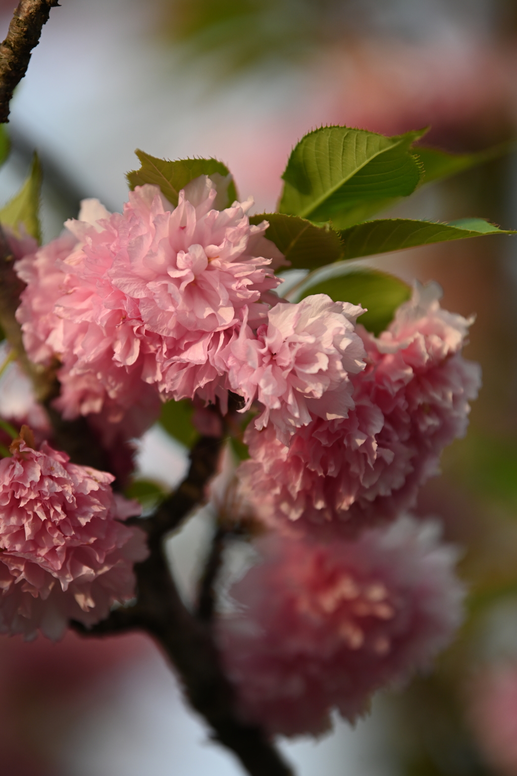 4月の最後の八重桜