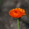 3つの孤独な花 (1)