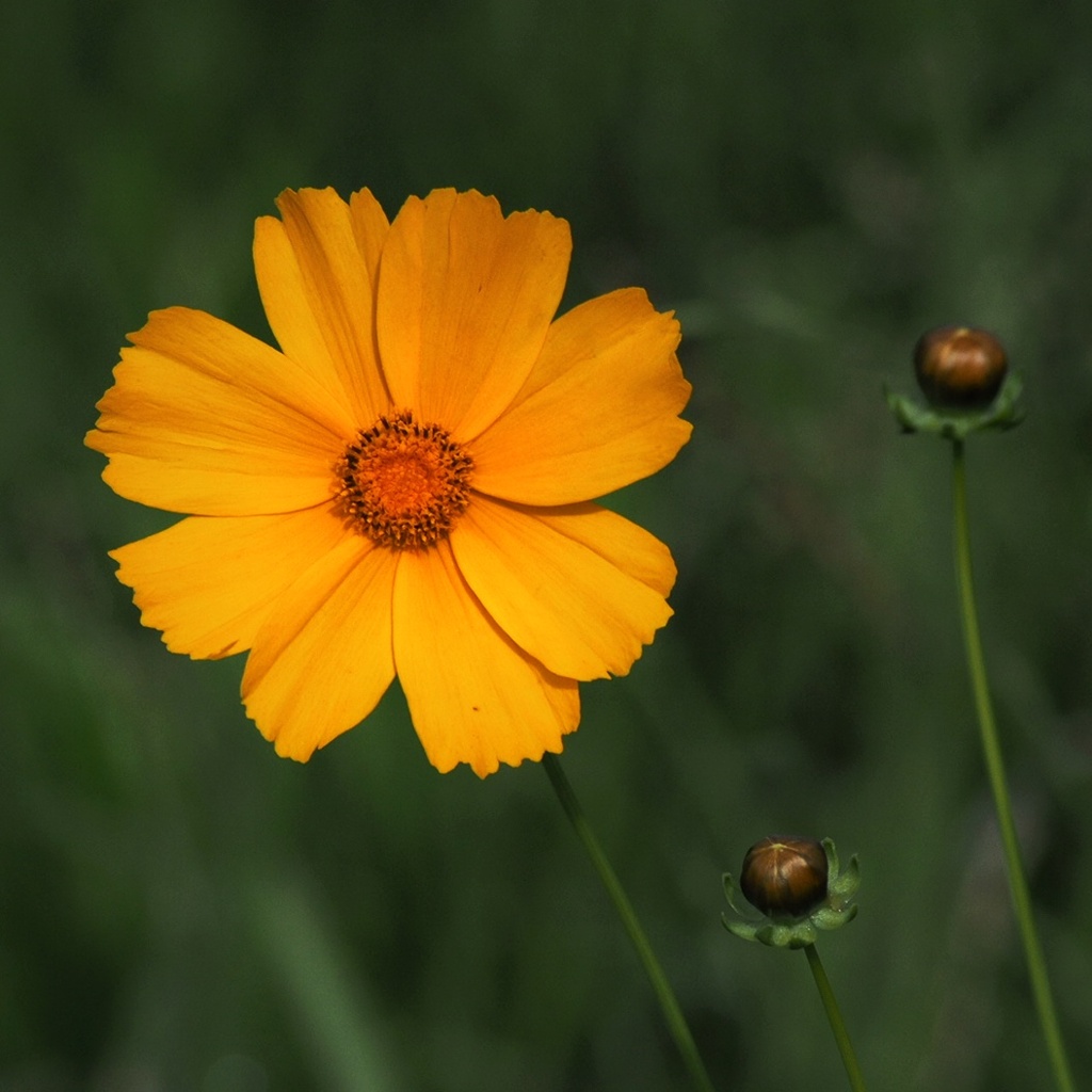 3つの孤独な花 (2)