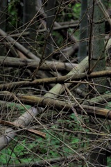 鹿児島の竹の写真3枚 (3)