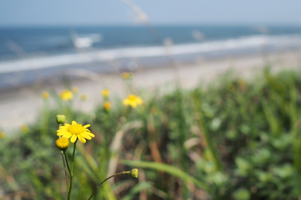 花を探しましょ、、、