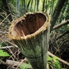 鹿児島の竹の写真3枚 (2)