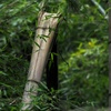 鹿児島の竹の写真3枚 (1)