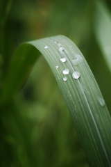 緑雨粒