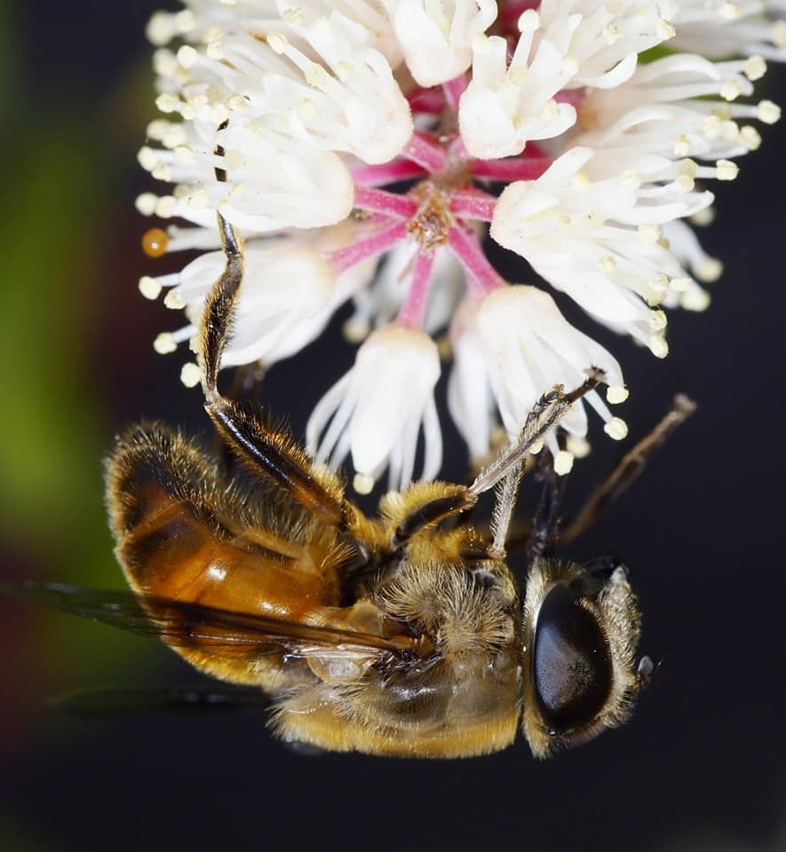 蜂