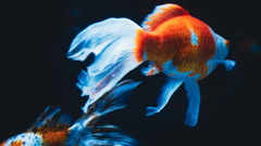 すみだ水族館