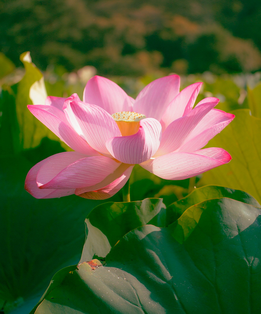 蓮