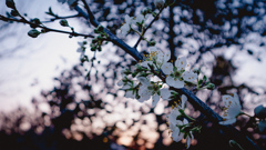 夕暮れのplum