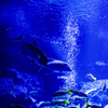 すみだ水族館