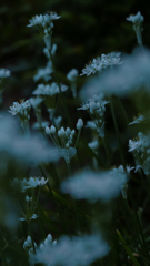 ニラの花