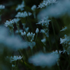 ニラの花