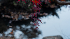 秋の終わり冬支度