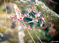 梅の花