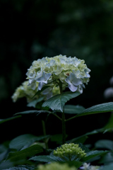 6月の風物詩