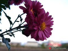 菊の花