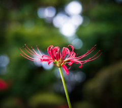 彼岸花