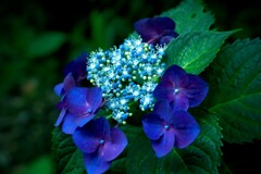 天満宮の紫陽花